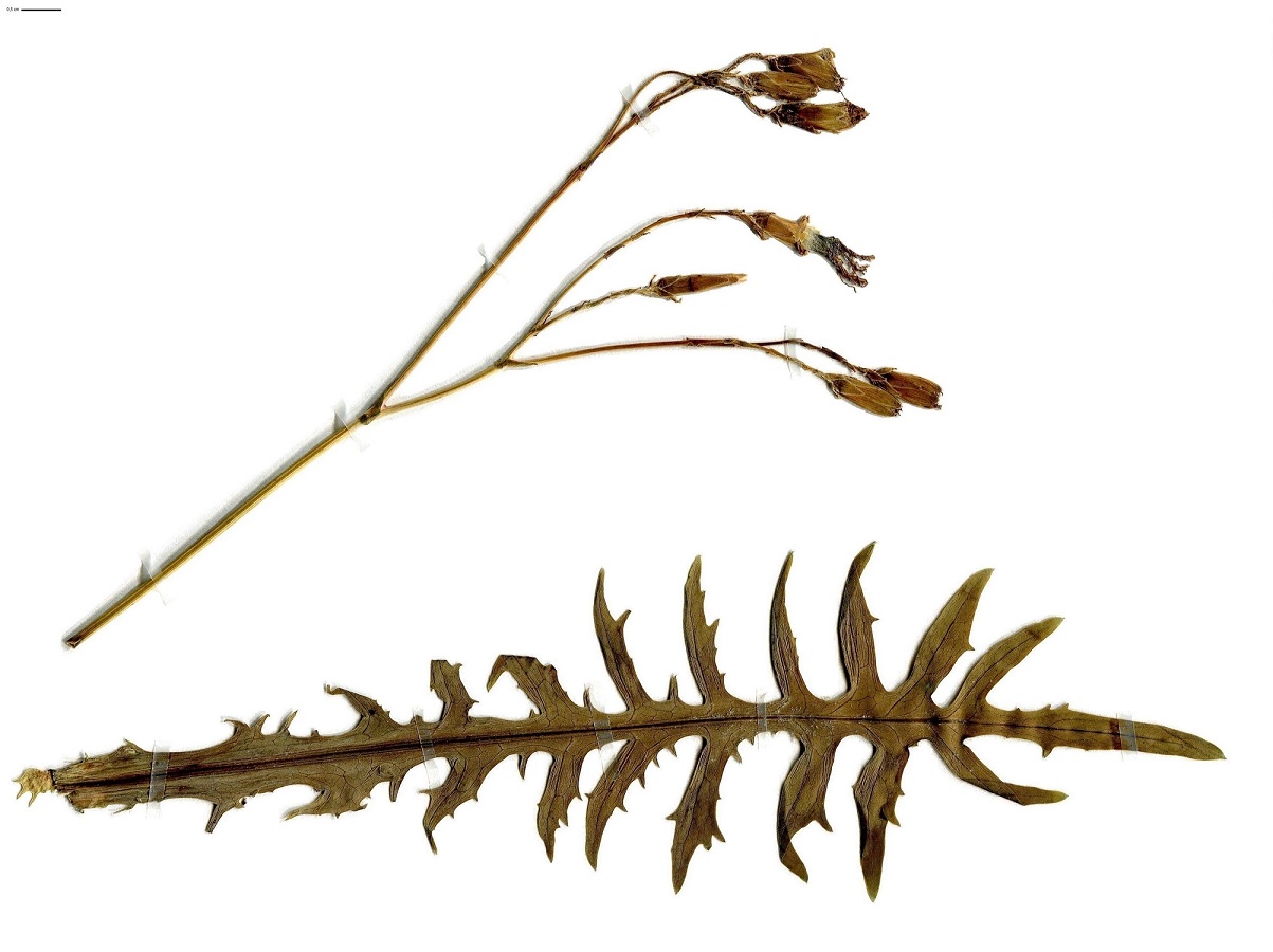 Lactuca perennis (Asteraceae)